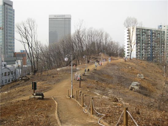 서초구, 태풍 피해 입은 서리풀 공원 수종 갱신 본격 추진