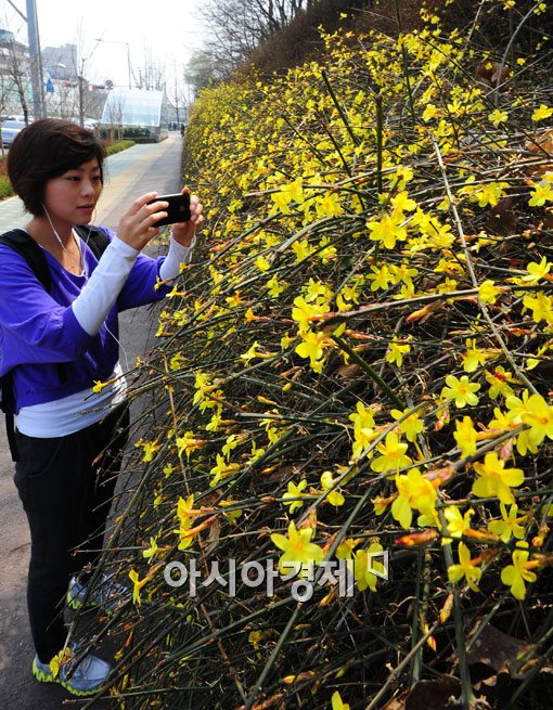 [포토] 개나리 활짝