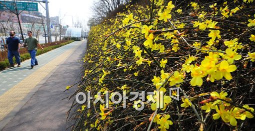 [포토] 서울에도 개나리가 활짝~