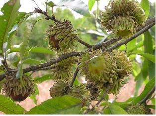 웰빙식품 왕도토리신품종 대량증식길 ‘활짝’