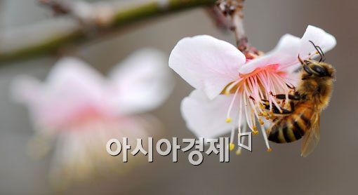 [포토] 꽃구경도 식후경