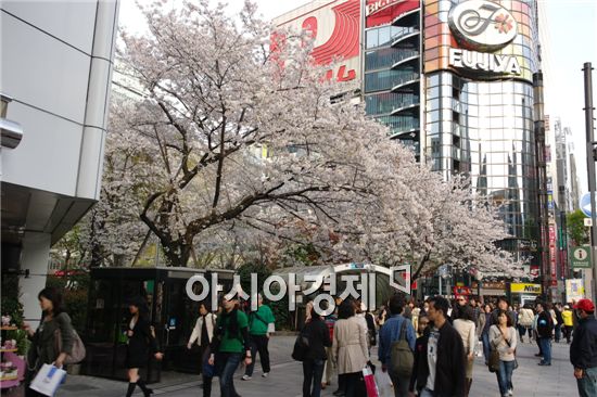[日대지진 한달]도쿄 긴자역 앞 활짝 핀 벚꽃