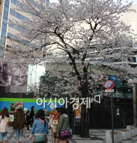[日대지진 한달]벚꽃 앞에서 사진 찰칵~