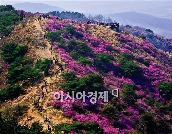 인천의 벚꽃 구경 3대 명소는 바로 여기!