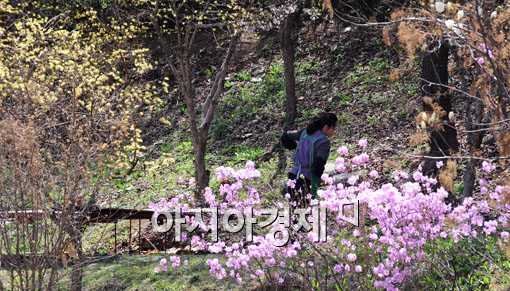 [포토] 봄 향기 묻어나는 산책로