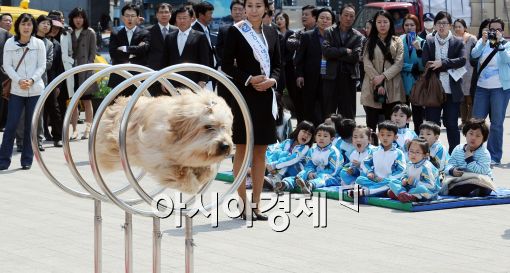 [포토]대구세계육상대회 홍보 나선 삽살개 