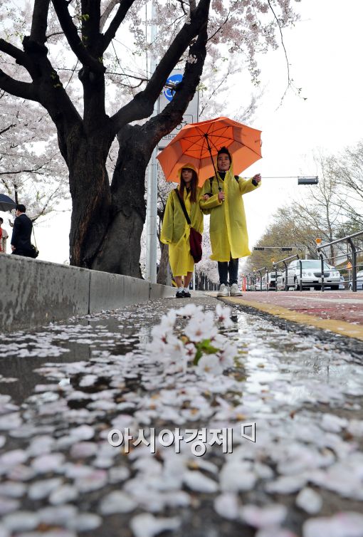 [포토]꽃비 내리는 윤중로
