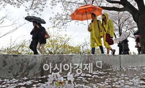 [포토]봄비에 떨어지는 벚꽃