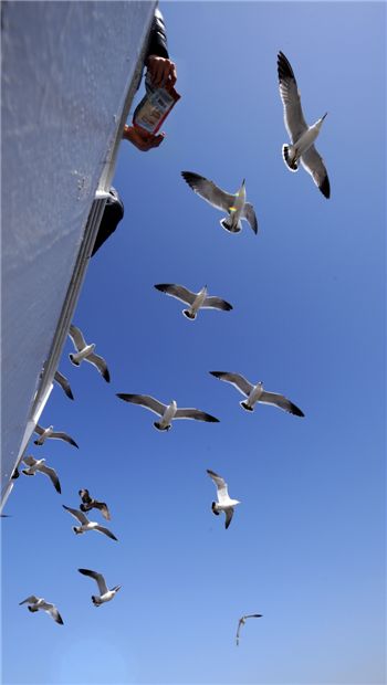 [여행]갈매기와 간 그곳, 섬 삼형제 함께 반기네