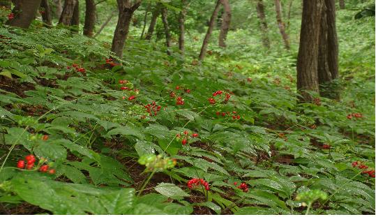 고수익 산양산삼 밭 500평에 200만원, 선착순 20명“반값분양”