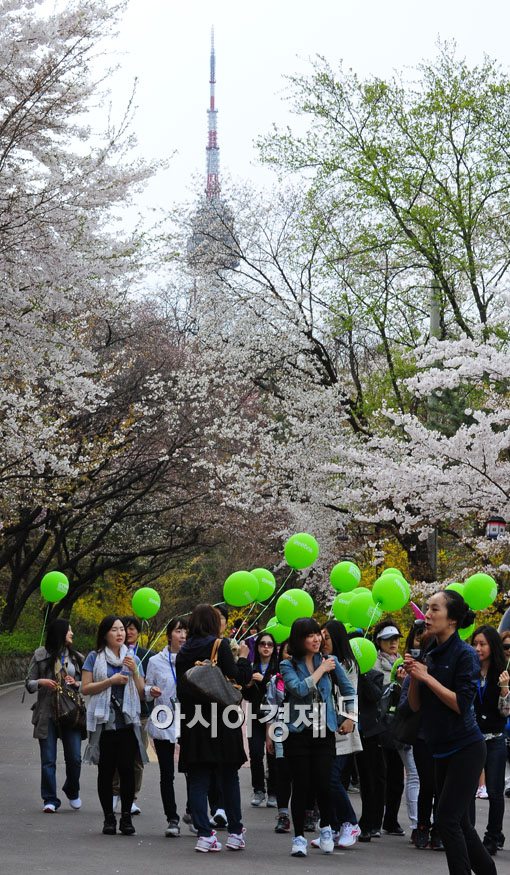 [포토] 벚꽃길 만발한 남산 걷기