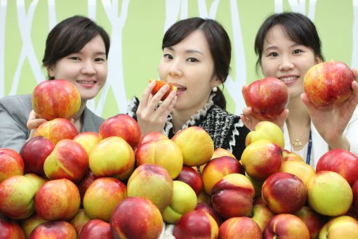 [포토] "올해 첫 수확한 천도복숭아 맛 보세요"