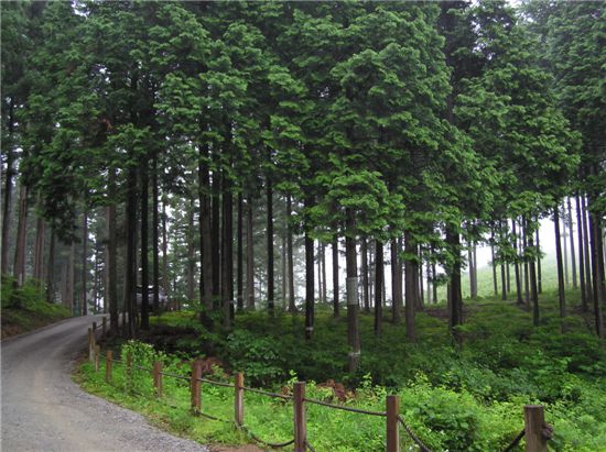 장성 편백숲, 산림치유 서비스 시작