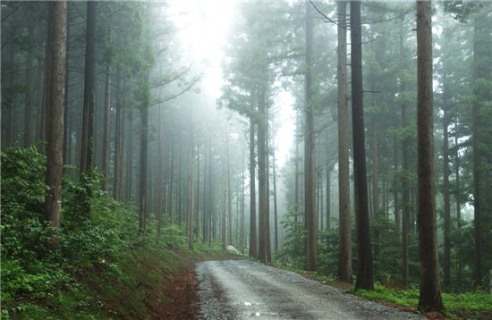 장성 편백숲, 산림치유 서비스 시작