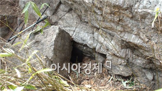 지리산 반달가슴곰 또 새끼 출산