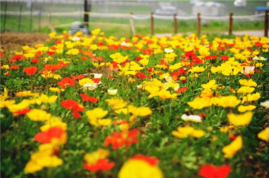꽃양귀비 만발한 중랑천 걸어볼까