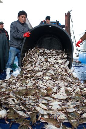 어부들이 갓 잡은 꽃게를 수협 위판장에 쏟고 있다.