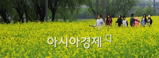 [포토] 유채꽃길 따라