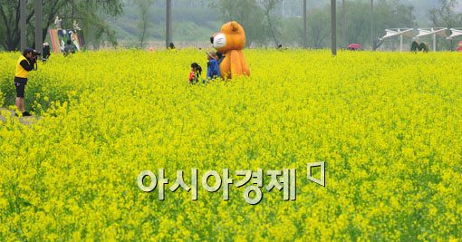 [포토] 도심속에서 즐기는 유채꽃 축제