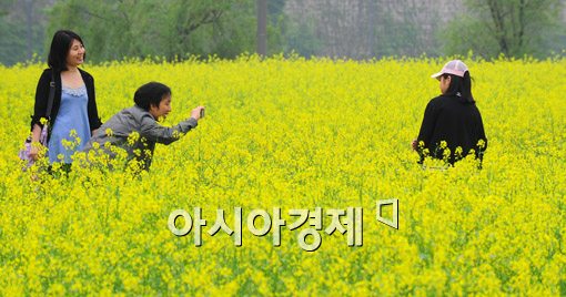[포토] 유채꽃밭에서 즐거운 추억 한장