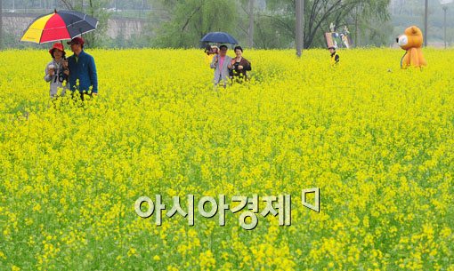 [포토] 도심속에서 즐기는 유채꽃 향기