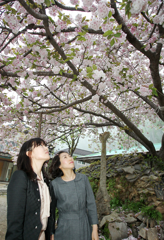 관광객이 활짝 핀 개심사 왕벚꽃을 쳐다보고 있다.