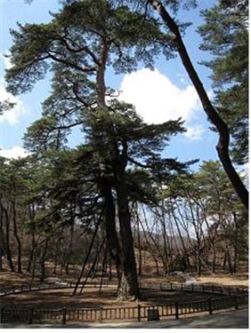 우수 소나무로 뽑힌 영월 관음송(천연기념물 제349호).