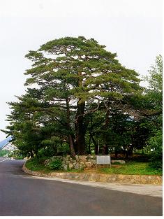 설악동 소나무(천연기념물 제351호).