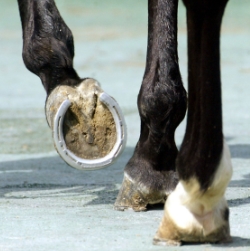 [주말레이싱] 억대연봉 '장제사'를 아시나요?