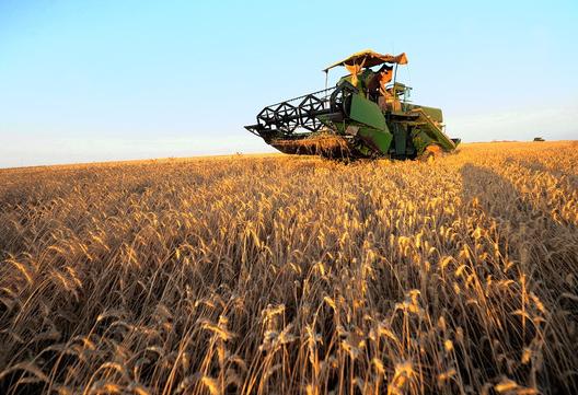 밀값 급등, 중동국 식량난 가중