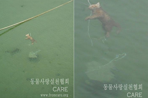 포항 새끼고양이 사건, 돌 묶어 바다에 빠뜨려..'충격'