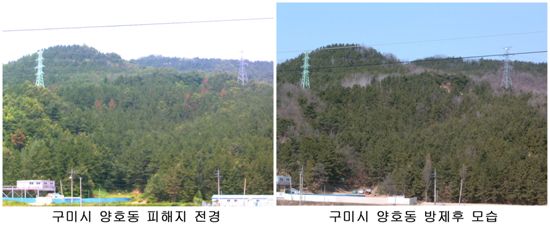 소나무재선충병에 걸리기 전의 숲과 방제 이후의 숲 모습. 