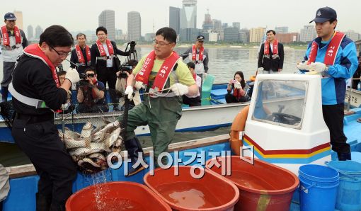 [포토]밤섬엔 잉어, 장어, 붕어 천국!