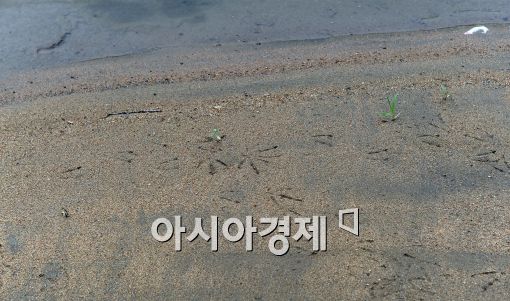 [포토]밤섬 모래밭은 새들의 놀이터