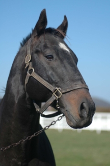 [주말레이싱] '컨셉트윈' 자식농사 잘했네