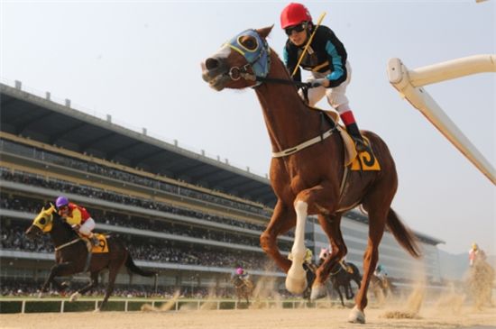 [주말레이싱] '뚝섬배' 명예회복 노리는 '왕손' 주목