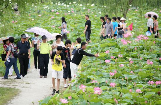 지난해 열린 '부여 서동연꽃축제' 때 관광객들이 연꽃을 감상하고 있다. 