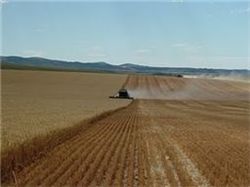 러시아 밀 수출 재개에도…밀값 이틀 연속 상승