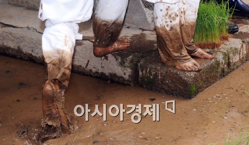 [포토]힘든 전통 모내기?