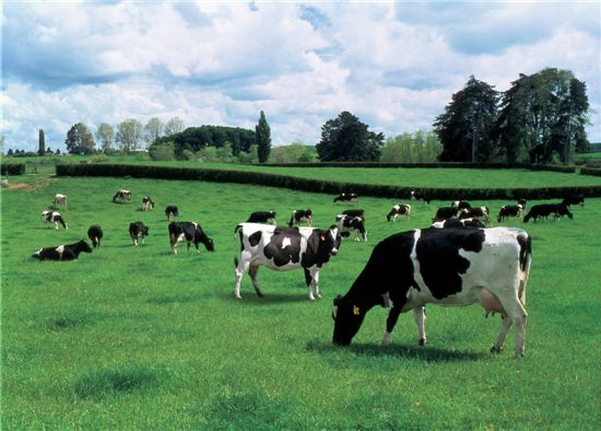 유기농 우유?...이제는 ‘자연방목’ 우유 시대