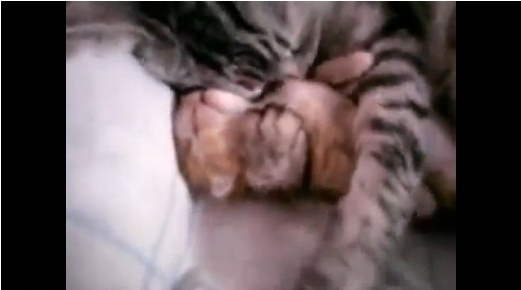 잠꼬대하는 아기 고양이를 '꼬옥'.."너무 사랑스러워" 