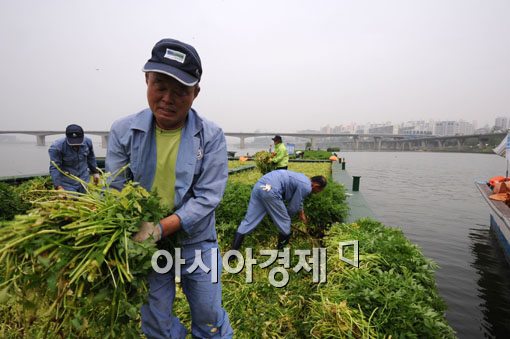 [포토] 한강 한가운데 수확하는 미나리