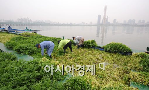 [포토] '한강 물 먹은 미나리 수확 합니다~'