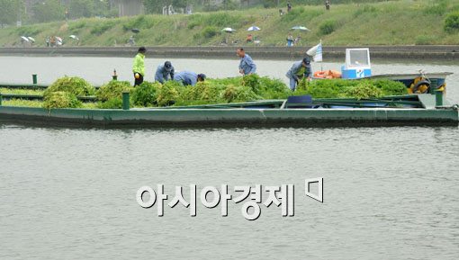 [포토] 한강에서 수확하는 미나리