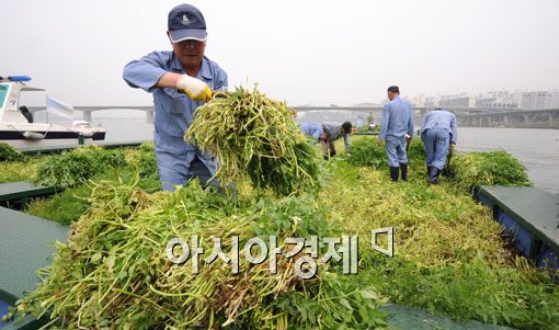 [포토] '한강산 미나리, 맛도 좋아요~'