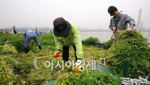 [포토] 한강에서 수확하는 미나리