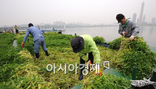 [포토] 한강에서 수확하는 미나리