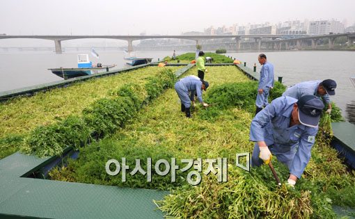 [포토] 한강에서 수확하는 미나리