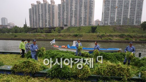 [포토] 한강물 먹고 자란 미나리