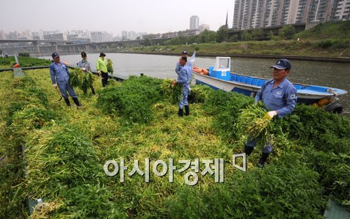 [포토] 한강물 먹고 자란 미나리